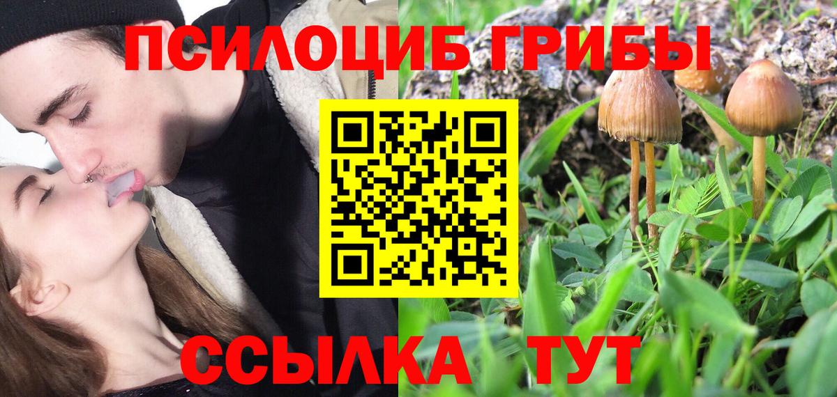 Касимов  Псилоцибиновые грибы Psilocybine cubensis  Вход с VPN 